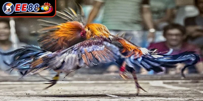 Anh em dễ dàng theo dõi, trải nghiệm đấu trường chọi kê đỉnh cao